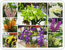http://pim.in.th/images/pim-nature/siam-nature/1orchid/orchid-small.jpg